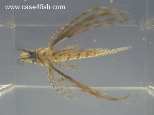 Foto Galerie/Perciformes/Scorpaenoidei/Pterois volitans/Pterois volitans_04_S.jpg